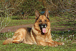 liegender Deutscher Schäferhund / lying German Shepherd