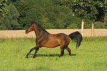 galoppierendes Warmblut / galloping warmblood