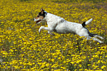 springender Parson Russell Terrier / jumping PRT