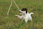 spielender Parson Russell Terrier Welpe / playing PRT puppy