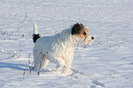 Parson Russell Terrier im Schnee / prt in snow