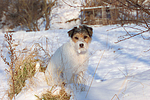 Parson Russell Terrier im Schnee / prt in snow