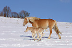 Haflinger / haflinger horses