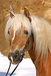 Haflinger Portrait / haflinger horse portrait