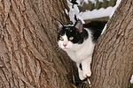 kletternde Hauskatze / climbing domestic cat