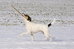 Parson Russell Terrier spielt im Schnee / playing PRT in snow