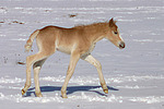 Haflinger Fohlen / haflinger horse foal