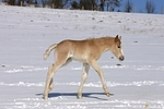 Haflinger Fohlen / haflinger horse foal