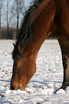 Deutsches Reitpony / pony