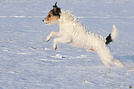 Parson Russell Terrier rennt durch den Schnee / prt running through snow