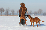 Rhodesian Ridgeback springt Frau an / Rhodesian Ridgeback jumps at woman