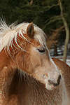 Haflinger Portrait / haflinger horse portrait