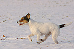 Parson Russell Terrier rennt durch den Schnee / running PRT in snow