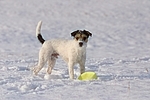 stehender Parson Russell Terrier im Schnee / standing prt in snow