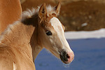 Haflinger Fohlen / haflinger horse foal