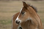 Deutsches Reitpony / pony