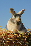 Zwergkaninchen / dwarf rabbit