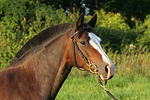 Deutsches Reitpony Portrait / pony portrait