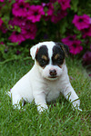 Parson Russell Terrier Welpe / parson russell terrier puppy