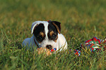 liegender Parson Russell Terrier Welpe / lying PRT puppy