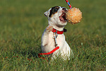 spielender Parson Russell Terrier Welpe / playing PRT puppy