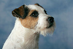 Parson Russell Terrier