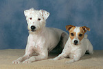 Parson Russell Terrier