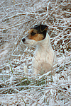 Parson Russell Terrier