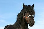 Rheinisch Deutscher Kaltblut Hengst / coldblood stallion