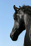 Friese Portrait / friesian horse portrait