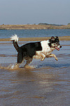 rennender Border Collie am Strand / running Border Collie at beach