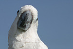 Kakadu Portrait / cockatoo portrait