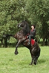 Frau reitet Friese / woman rides friesian horse