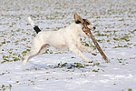 Parson Russell Terrier spielt im Schnee / playing PRT in snow