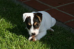 Parson Russell Terrier Welpe / parson russell terrier puppy