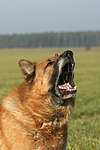 aggressiver Deutscher Schäferhund / aggresive German Shepherd