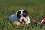 spielender Parson Russell Terrier Welpe / playing PRT puppy