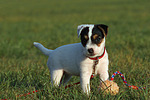 stehender Parson Russell Terrier Welpe / standing PRT puppy