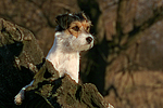 Parson Russell Terrier