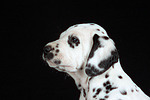 Dalmatiner Welpe / dalmatian puppy