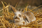 Zwergwidder / lop-eared bunny