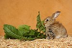 Zwergkaninchen / dwarf rabbit