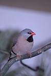 Zebrafink / zebra-finch