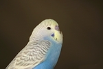 Wellensittich / budgie