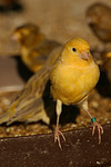 Kanarienvogel / canary