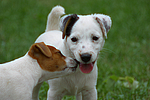 Jack Russell Terrier Welpen / Jack Russell Terrier puppies