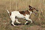 Jack Russell Terrier