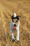 Parson Russell Terrier