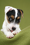 Parson Russell Terrier Welpe putzt sich / PRT puppy