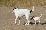 Parson Russell Terrier